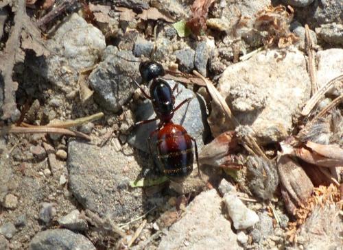 Réf. 276 380 : Camponotus ligniperda